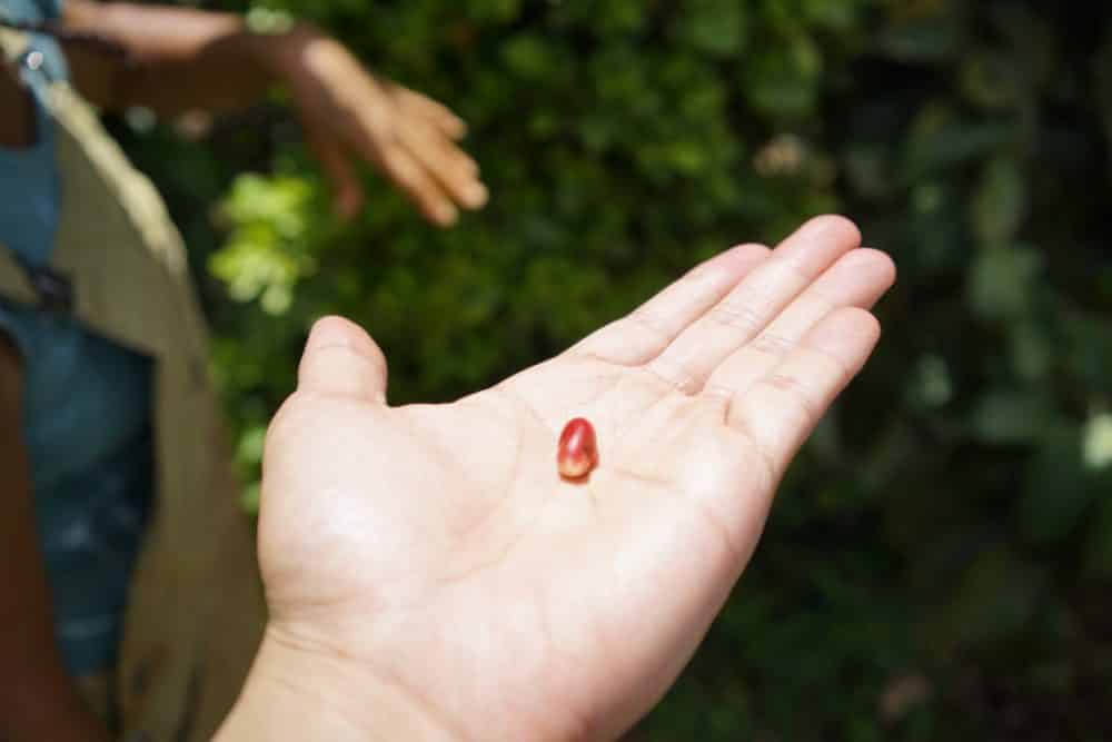 This is what miracle berries look like. They make anything taste sweet.