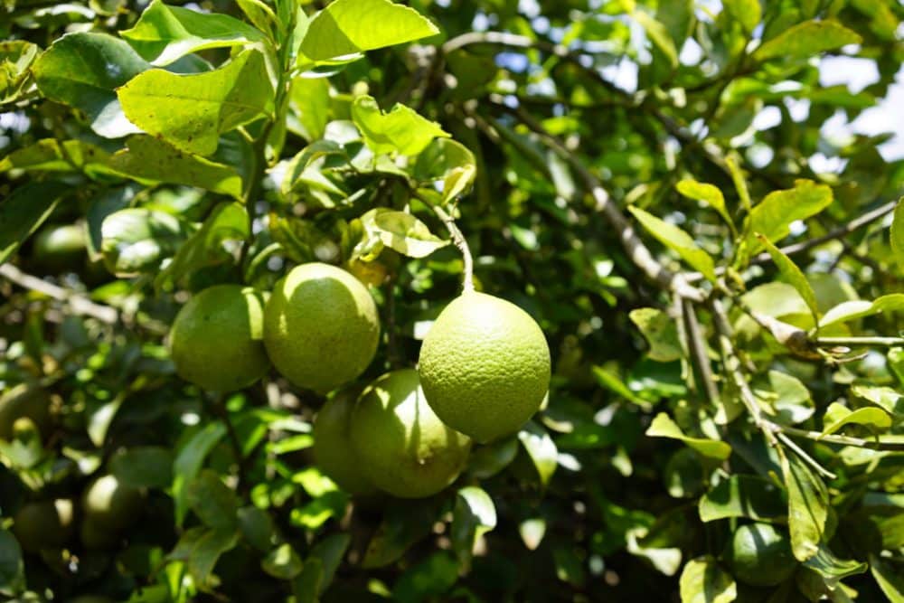 Lemons on the trees