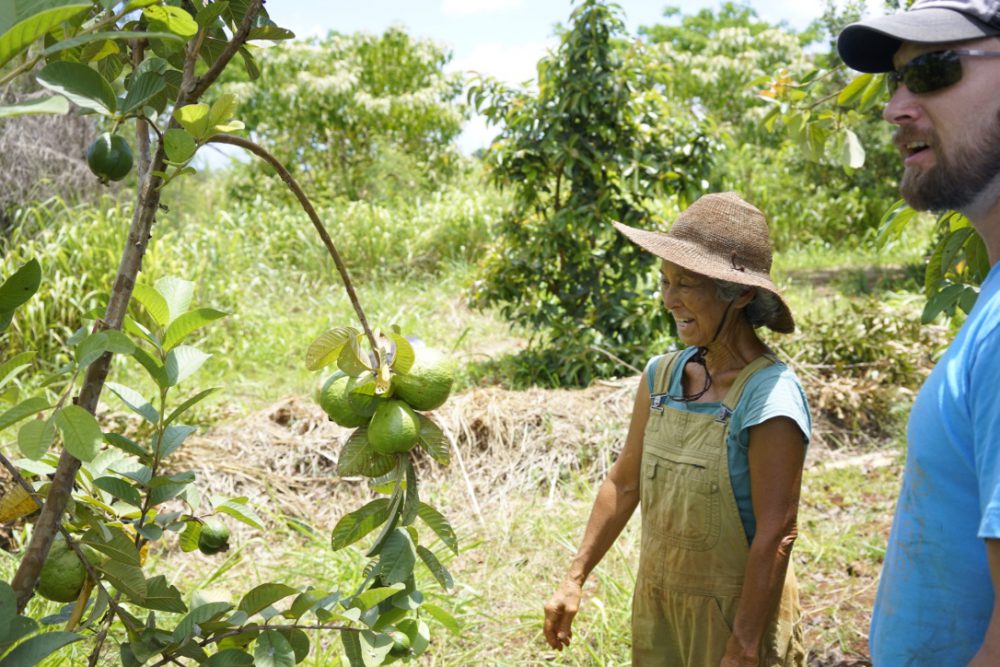 White guavas are delicious