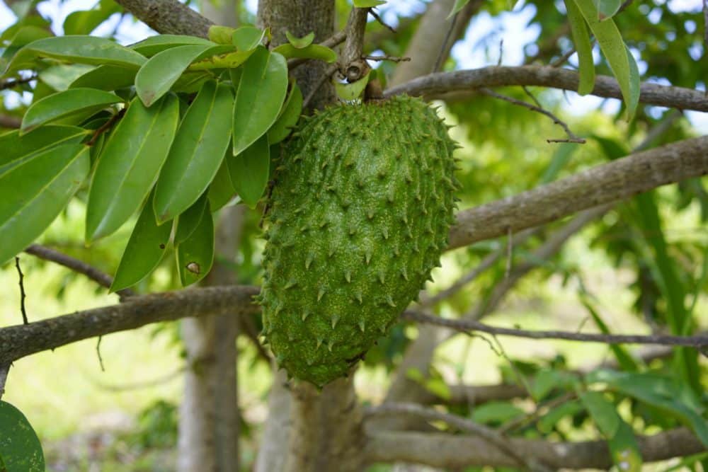 ...and soursop