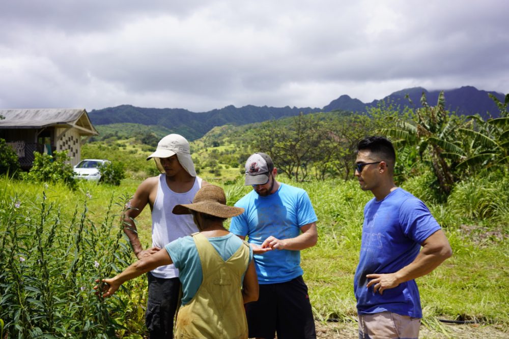 Kathy, our guide showing us sesame seed plants