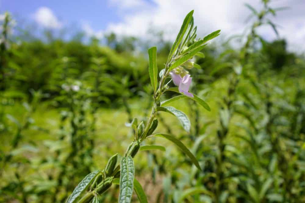 Black sesame seed plants