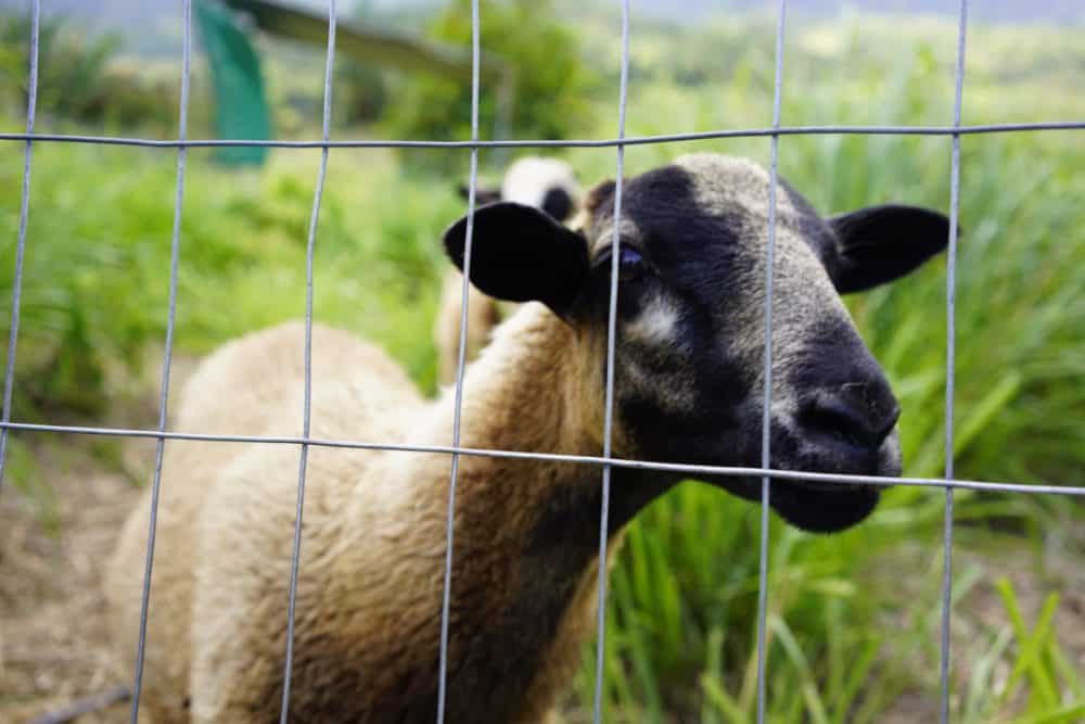 Baby sheep