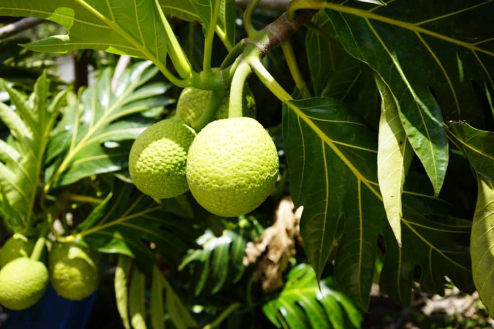 Ever had a bread fruit?