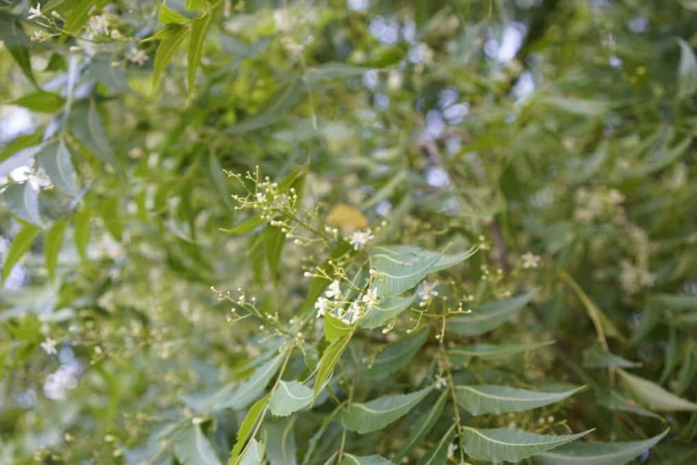 This is where neem oil comes from