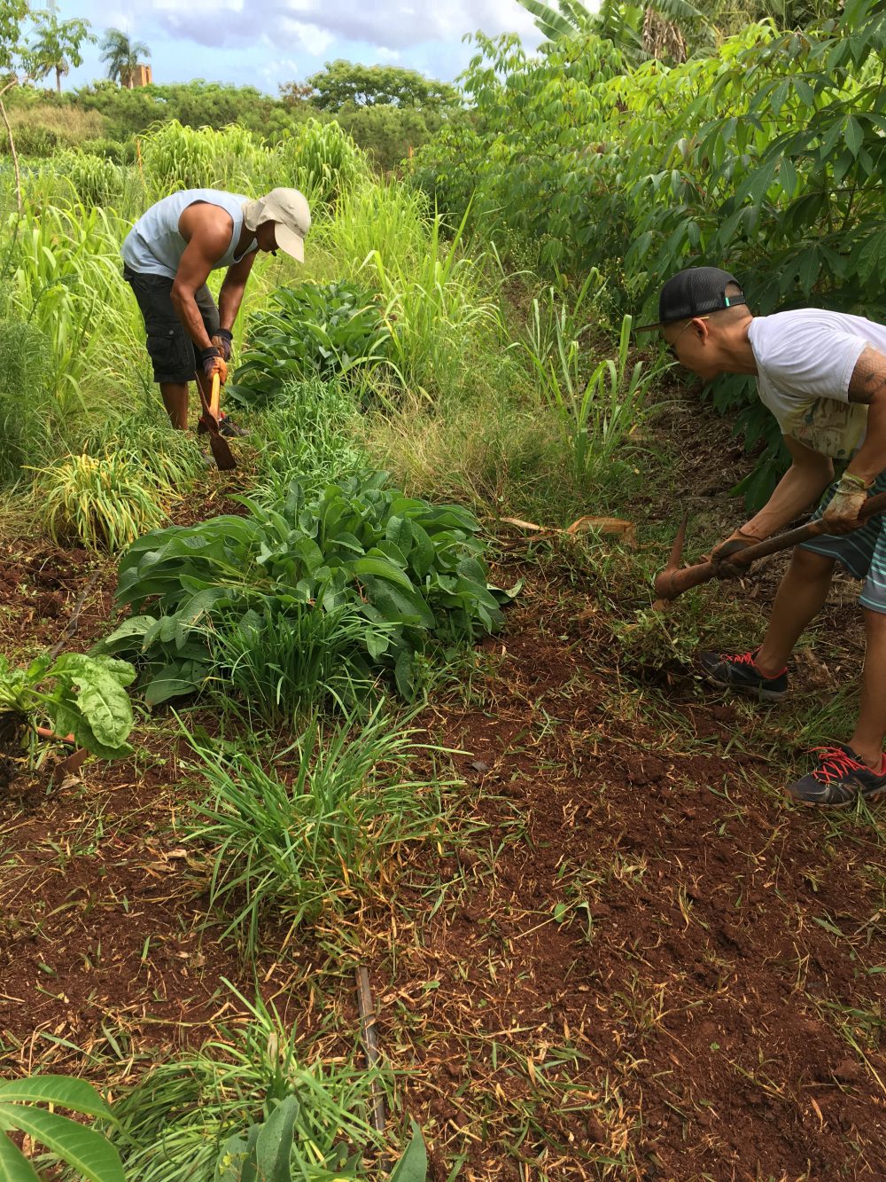 Getting started on weeding