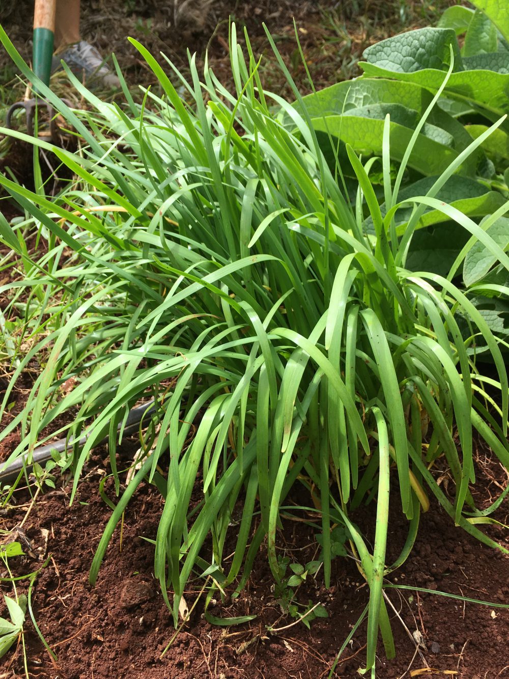 Some green onions